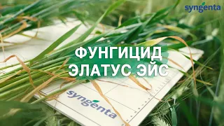 Защита зерновых культур от листостебельных болезней. Фунгицид Элатус Эйс