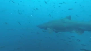 Encounter with Sand Tiger Sharks