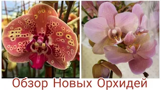 Привет от ЛЕТА | Обзор Новых Орхидей | Phal. Sun Peach 2,5' NCK; Phal. Treviso, multiflora, aroma