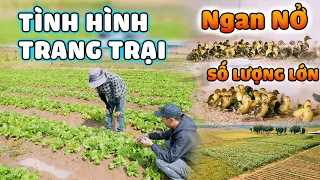 Quanglinhvlogs || Ngan Nở Số Lượng Lớn Tại Quang Linh Farm - Trang Trại Hiện Nay Như Thế Nào