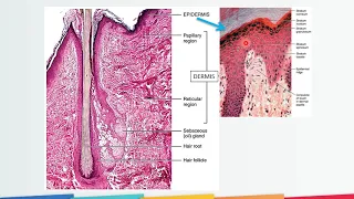 Anatomi Fisiologi Sistem Kulit