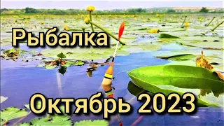 Рыбалка на поплавок 6 октября 2023 г.Это писец!Дикая рыбалка на окуня на реке.