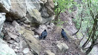 Kolkraben (Corvus corax) ärgern brütendes Uhu Weibchen (Bubo bubo)