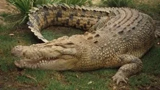 Search For Giant Crocodiles DOCUMENTARY