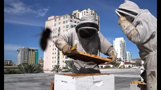 Meet the beekeepers on the roof of the Museum of Fine Arts St. Petersburg
