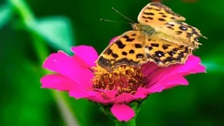 Very gentle beautiful melody For the soul! Listen...BUTTERFLY