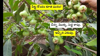 Small plant, big yield. Water apple, fertilizers and care