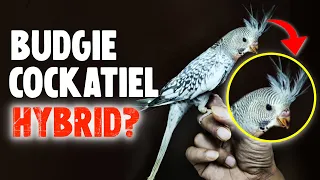 What Will Happen if you Breed a Budgie with a Cockatiel?