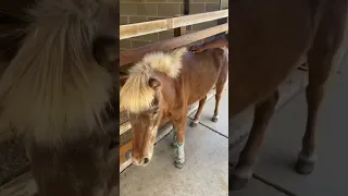 Pony love