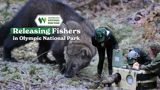 Restoring Fisher Populations in Olympic National Park