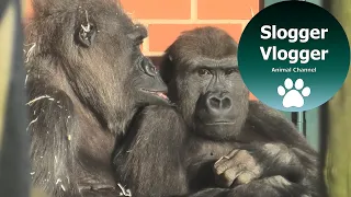 Amazing Time Between Gorilla Lope And Biddy