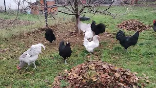 Tineret Australorp