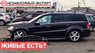 Охота на GL!