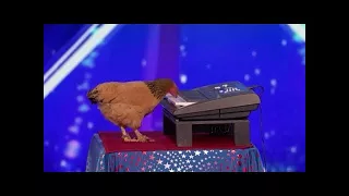 Jokgu The Chicken Plays The Piano! SHOCKING! | Auditions | America’s Got Talent 2017