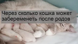 Через сколько кошка может забеременеть после родов