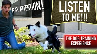 How to Train Your Dog When They ONLY Listen SOMETIMES!