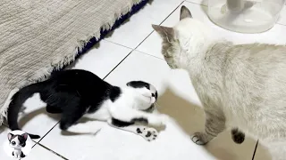 The end of a talking kitten who has provoked the big cat too much