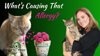 What's Causing Leaky Gut In Your Dogs & Cats?  (Hidden Cause Behind Your Pet Allergy Problem)