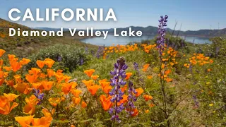 Amazing wildflowers (Super Bloom) at Diamond Valley Lake, CA - A Walking Tour