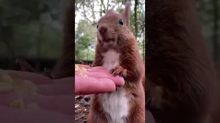 hungry mom squirrel 🌰🐿🌲