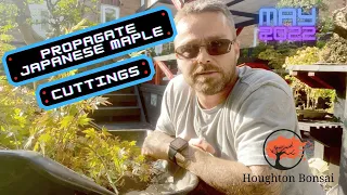 Propagate Japanese Maple from Cuttings (May 2022)