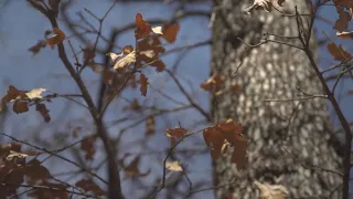 How DFW's warm February weather may be impacting trees and shrubs