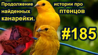 Продолжение истории про найденных птенцов канарейки. #185