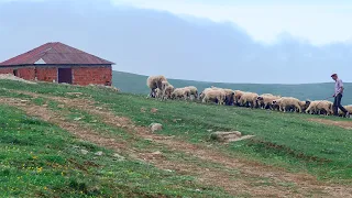 Vjehrri me thirri ta ndihmoja me bagetit por pastaj