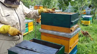 УНИКАЛЬНАЯ ДИАФРАГМА, ШЕСТЬ СЕМЕЙ ИЗ ОДНОЙ. быстро увеличить пасеку, создание пчелопакетов.