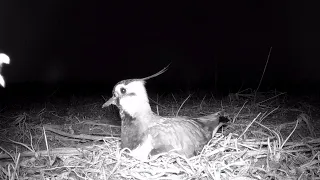 Чибис ночью в гнездовой период / Northern Lapwing at night