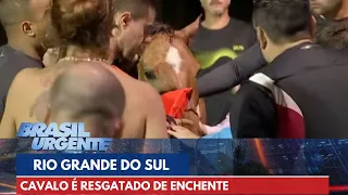 Cavalo é resgatado de enchente no Rio Grande do Sul | Brasil Urgente