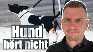 Hundebegegnungen besser meistern - DAS musst du tun!