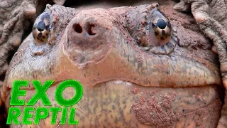 Exo Reptil - Tortuga Mordedora ( Chelydra serpentina )