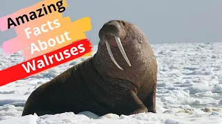 Top 25 Amazing Facts About Walruses