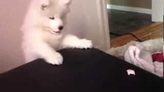 Cutest samoyed puppy wants the candy