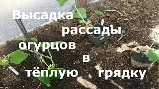 Высадка рассады огурцов в тёплую грядку! Ранние огурцы!