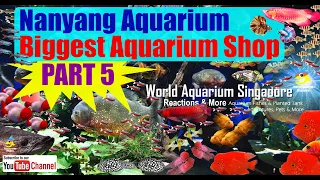 Biggest Aquarium Shop - Nanyang Trading Aquarium Fish Farm Tour Thousand of Fishes Part5