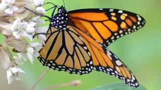 Monarch butterfly eating nectar in flowers