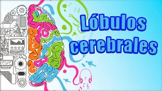 LÓBULOS cerebrales y TODAS sus partes. ¿Qué nos ocurre si se dañan?