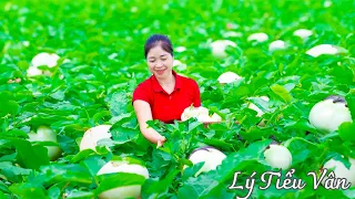 How to harvest Thai White Eggplant & Goes to the Market Sell - Harvesting & Cooking || Daily Life