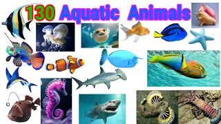 Aquatic Animals Vocabulary|| 130 Aquatic Animals Name in English With Pictures .