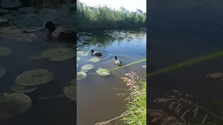 Лысухи отвлекают и уводят меня от своего птенца.