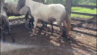 minha potra Mangalarga Machador e a amarela 🐎🐎🤠