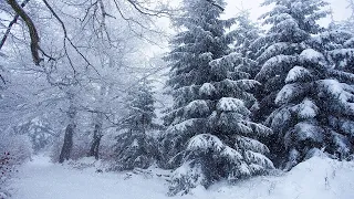 Christmas Snowfall Screensaver - 1 Hour Winter Forest Screensaver with Relaxing Christmas Music 4K