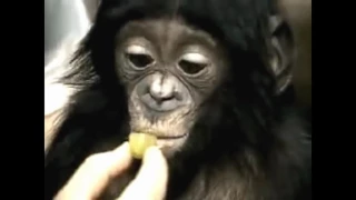Funny Chimpanzee Video   cute and funny baby of chimpanzee ★ funny animal