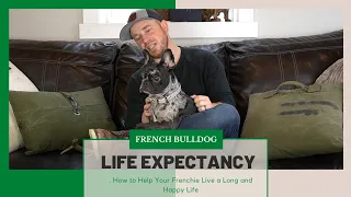 French Bulldog Life Expectancy: . How to Help Your Frenchie Live a Long and Happy Life