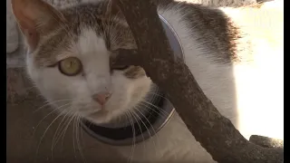 Cat With An Iron Hoop On Her Neck Starves But Feeds Her Kittens | Animal in Crisis EP43
