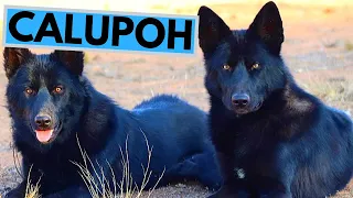 Calupoh - Mexican Wolfdog - Facts and Information