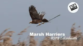 Nature short : nesting Marsh harriers at RSPB Lakenheath fen