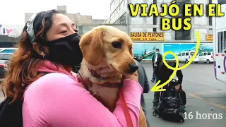 Como viajar con mi mascota dentro del Perú , buses Pet frendly - dentro del bus